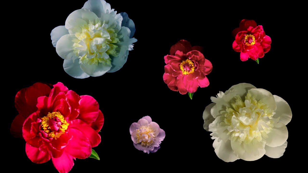 Ieva Narkutė - Bijūnai Mp3 Atsisiųsti